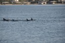 More dolphins!