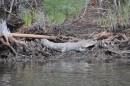 Our first alligator sighting