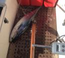 Tuna caught on east side of Whitsunday Island