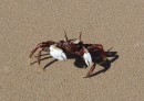 Ghost Crab.