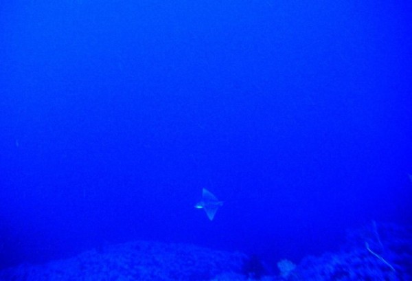 spotted Eagle Ray