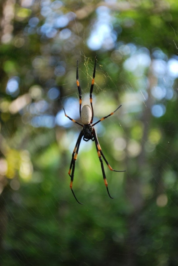 very large spider hanging on net strung in trees