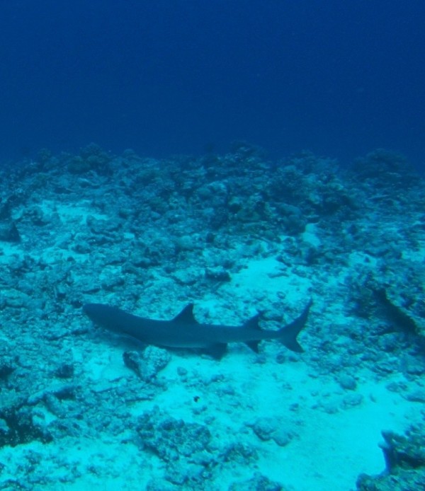 shark on bottom at coral gardens, Lape Is.