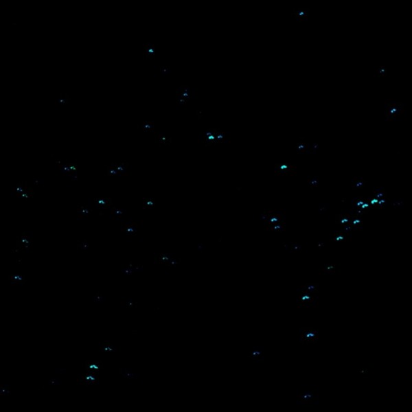 glow worms