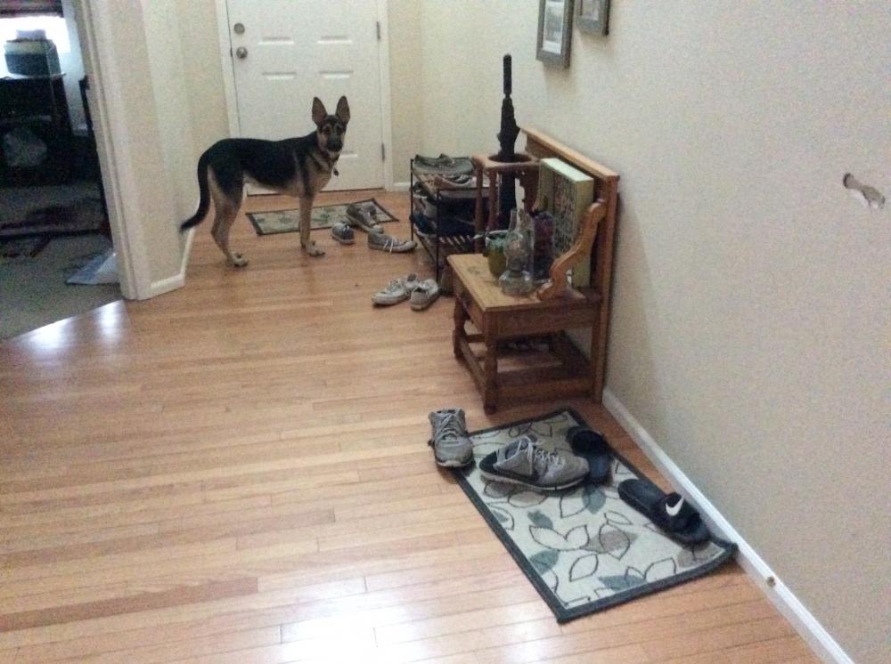 Shoes, shoes, and Cooper.: Diego has friends  visiting.----well trained 