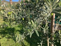 Olive tree at Marina