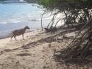 BVI Stand-Off: Kona and Chico locked in a goat vs Canine stand-off on Prickly Pear island in Virgin Gorda