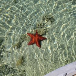 Star fish: We could see this starfish from a good distance away given the combination of very clear water,  a very big starfish and its bright red color.