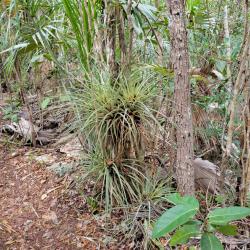 beautiful epiphyte: The trail had lots of epiphytes, sadly none were in bloom. 