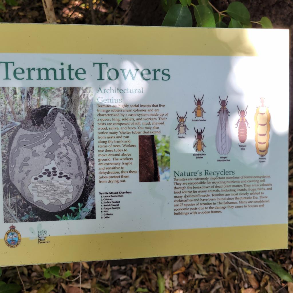 Info about the termite mound: We first saw one of these on Cat Island. There were several in the park. 