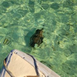 Turtle on the bow of our dingy