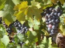 Mont Rochelle Wine Estate grapes