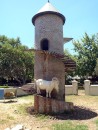 helter-skelte of goats at Fairview Wine Estate