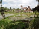  Walk through rice fields to Warung Bodag Maliah Organic restaurant  for lunch, Ubud