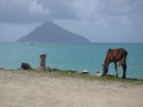 Horse grazing on the jetty with Tafahi in the distance