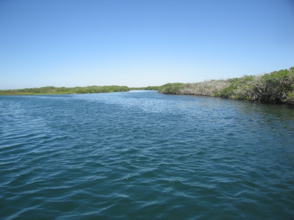 mangrove tour by dinghy