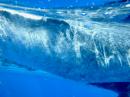 Whale swim Tonga 2