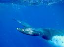 Whale swim Tonga 6: As mom and baby slowly swam past us 