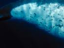 Whale swim Tonga 6