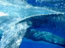 Whale swim TONGA 3