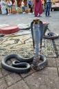 Snakes charmers at Djemaa el Fna Square