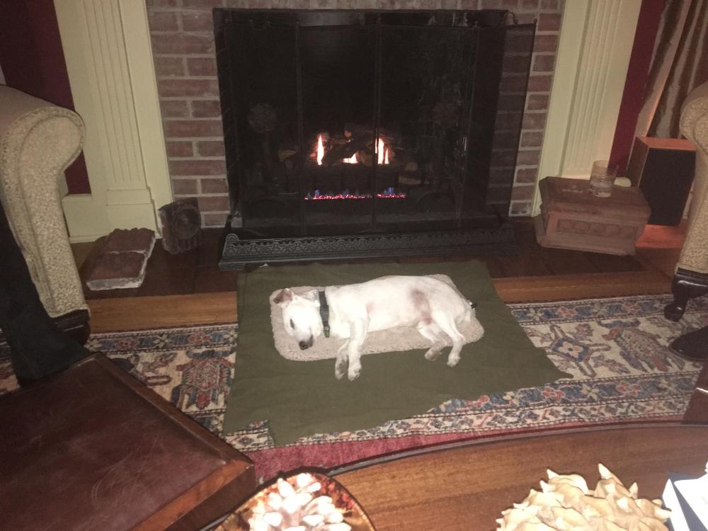 Annapolis, January 9th: Captain  Muttley enjoying the warmth, relaxing by the fire!