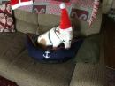 Captain Muttley getting into the X-mas spirit!