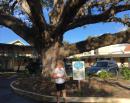 2016 St. Augustine, Fl -  hanging tree