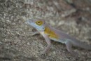 Rather pretty lizard, I had him eyeball to eyeball for a while but could not get camera to fire. Another 