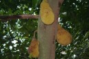 These strange fruit also grow straight out of tree trunk. They are huge, lumpy and do not look very appetising. 