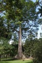 Huge Amazon rainforest tree