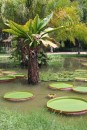 Giant Lily Pads, when full grown can support 48kg