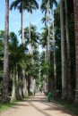 Lovely avenue of Royal Palms planted when garden was originally set up 