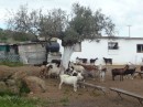 Goat farm at back of boatyard