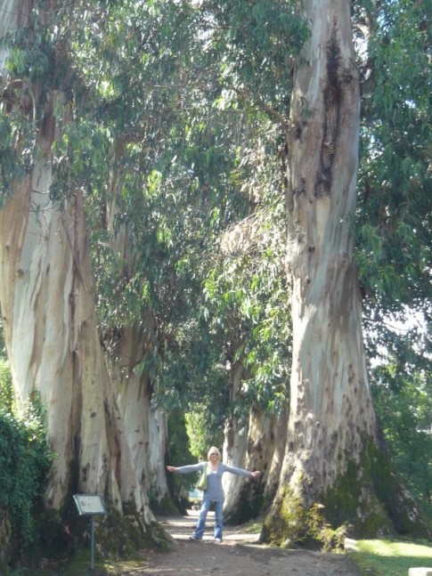Eucalyptus trees in Vigo.