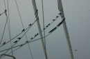 Birds in Tarpaulin Bay
