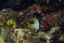 Sleeping butterflyfish on night dive at Swallows