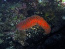 sea cucumber on night dive at Swallows