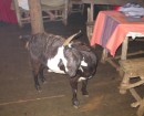 the goat who came to dinner at La Paella