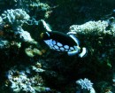 Clown triggerfish Balistoides conspicillum FAMILY Balistidae Namotu wall Fiji