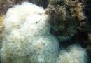 bubble coral Pleurogyra