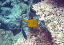 Juvenile Yellow boxfish Ostracion cubicus FAMILY Ostraciidae Navandra Island Fiji