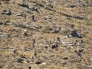 goat herding on Kithnos