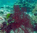 coral off Grant Island