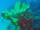 undulating cabbage coral south of North Point at Basilaki Island