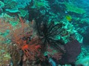 Hummock Island underwater