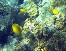 two lemonpeel angelfish with unidentified fih