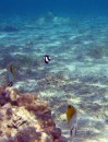 Threadfin butterfly fish, picasso triggerfish and black tip reef shark