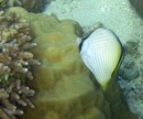 Vagabond Butterflyfish Chaetodon vagabondus