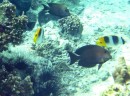 Pacific Double saddle Butterfly fish with unidentified fish